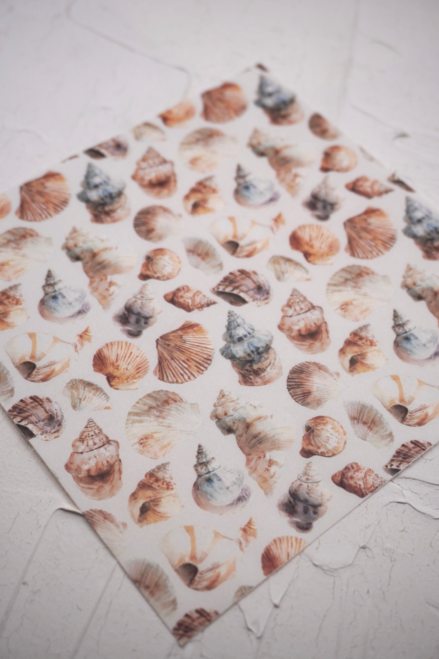 Shells 5