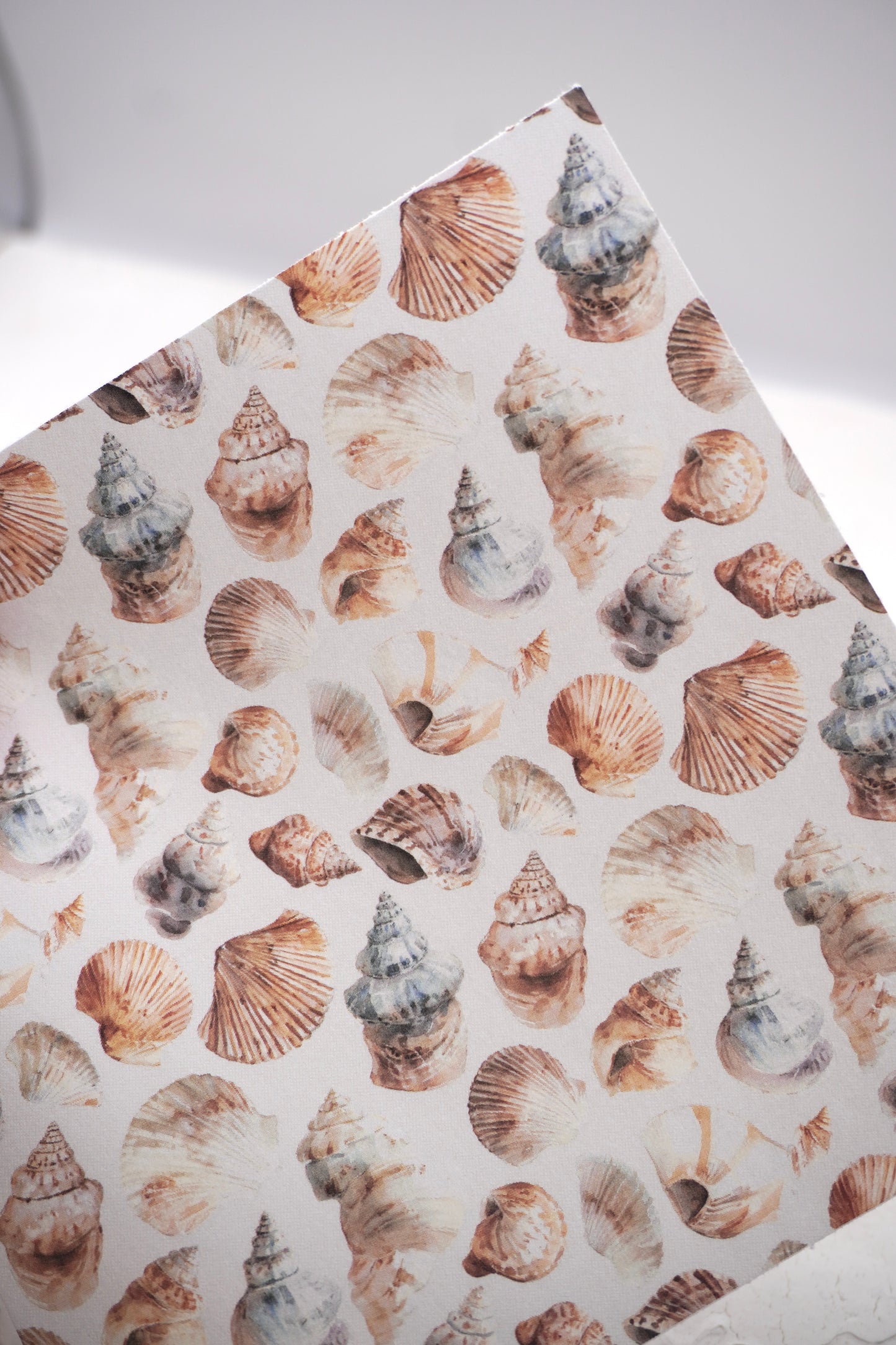 Shells 5