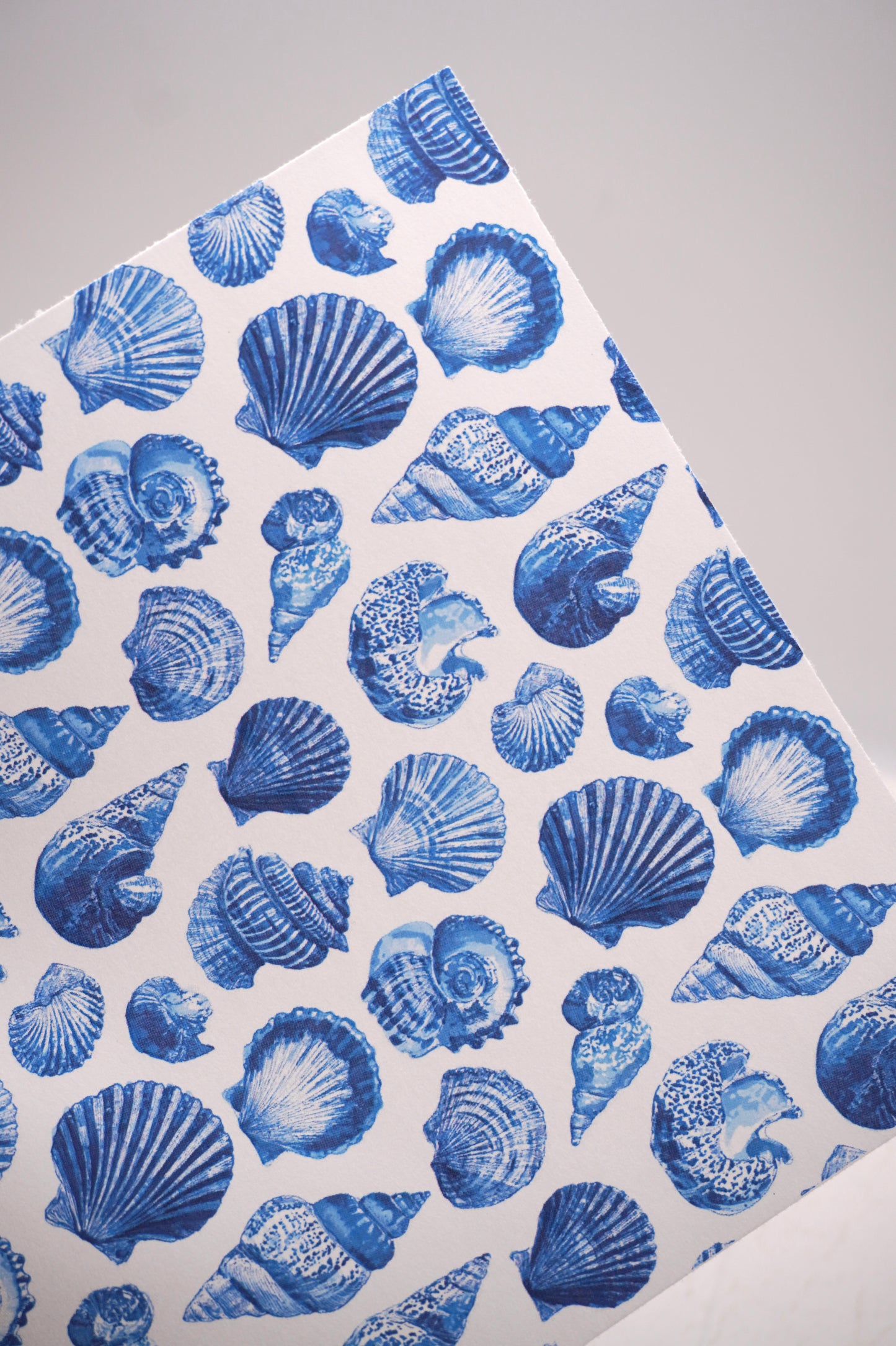 Shells 7