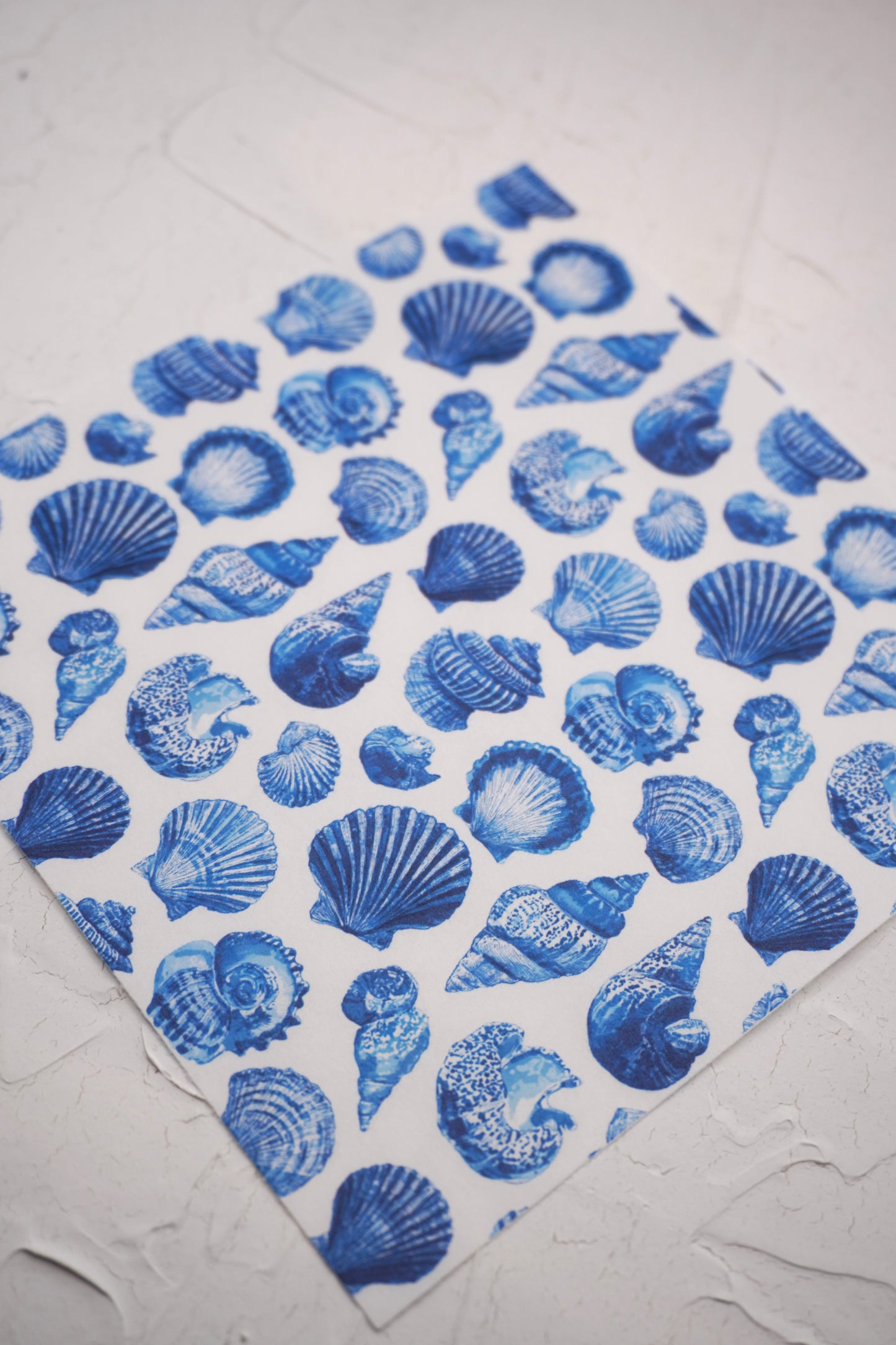 Shells 7