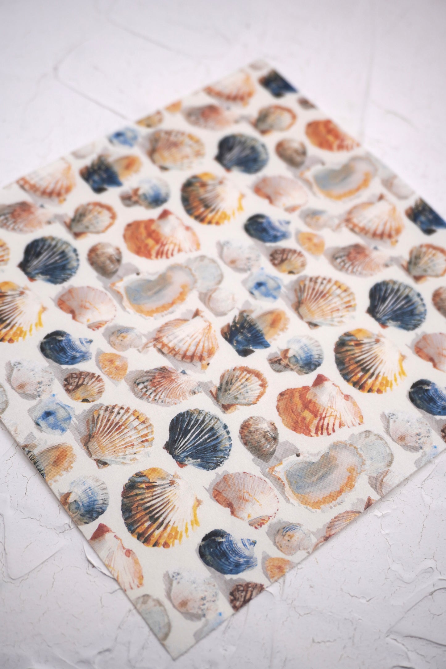 Shells 8