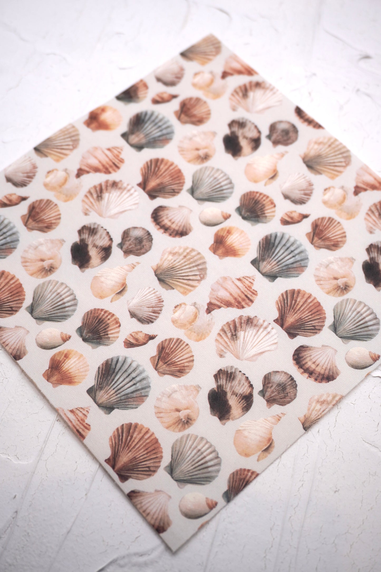 Shells 15