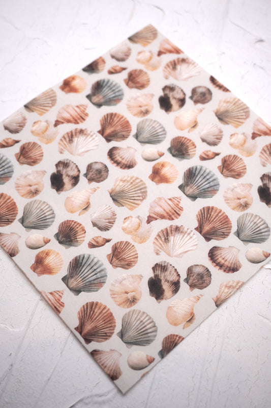 Shells 15