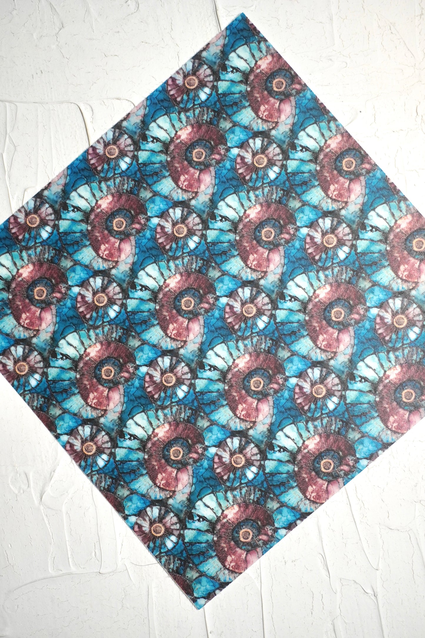 Ammonites 1