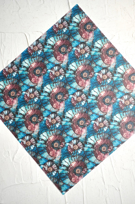 Ammonites 1