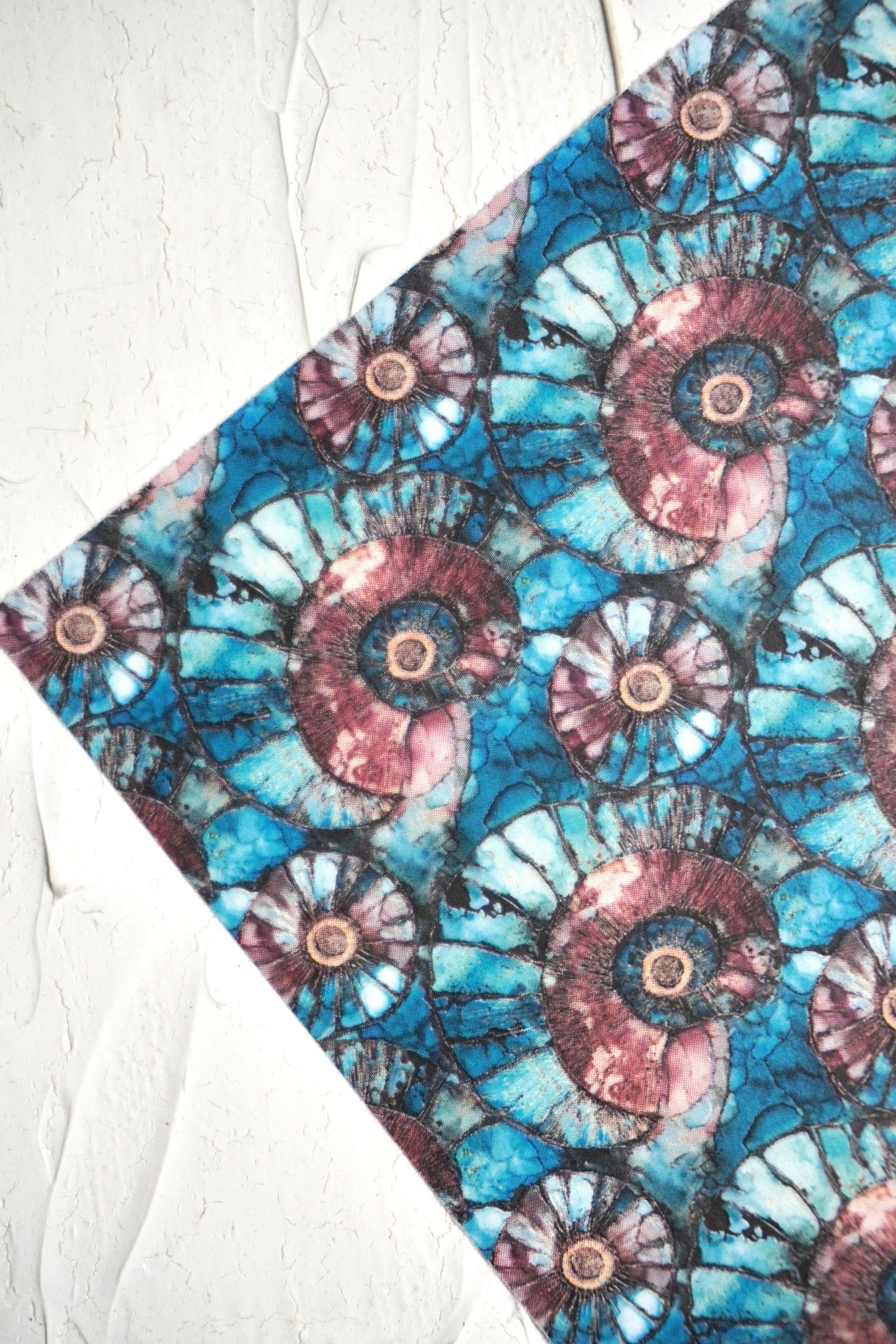 Ammonites 1