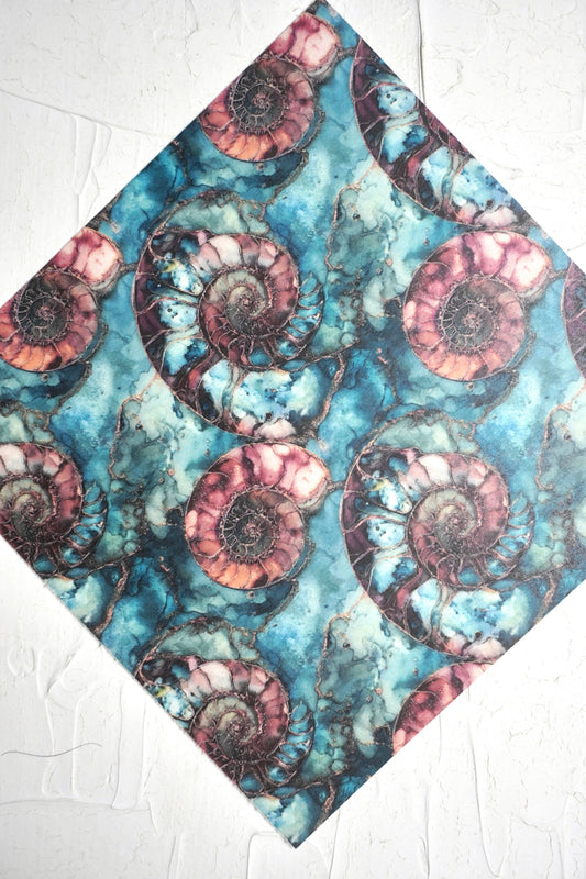 Ammonites 2