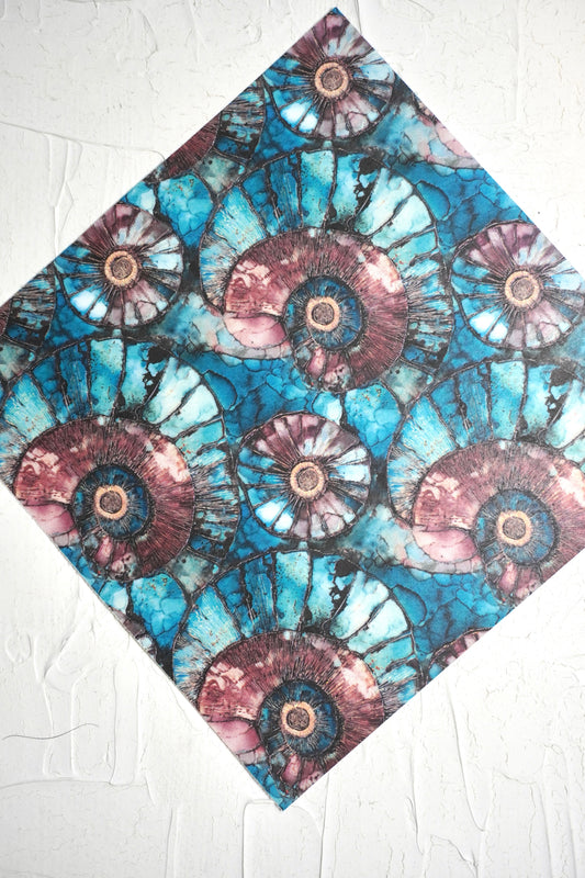 Ammonites 3