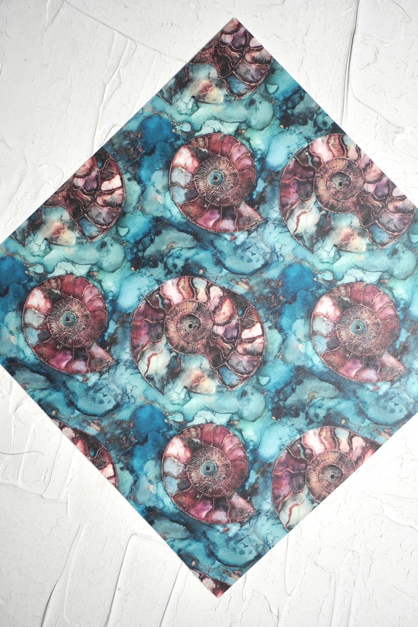 Ammonites 4