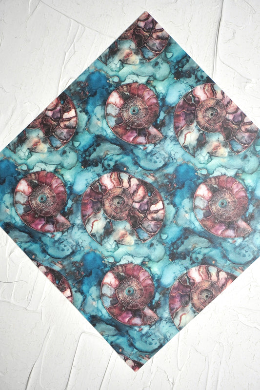 Ammonites 4