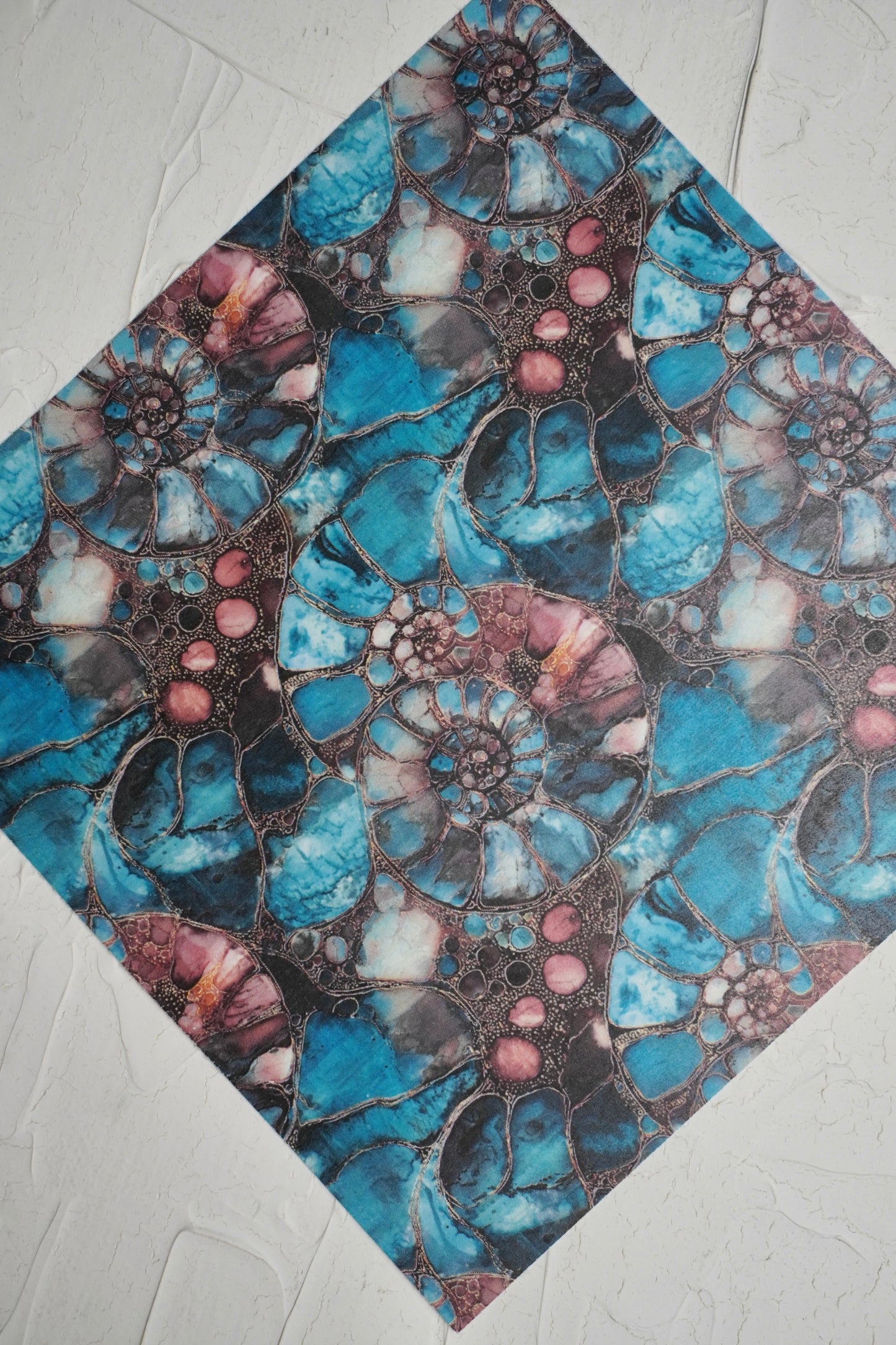 Ammonites 5