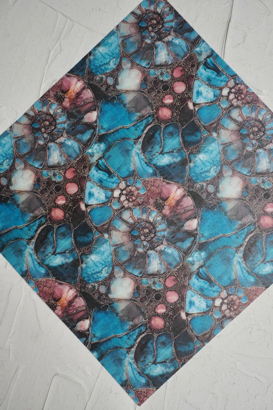 Ammonites 5