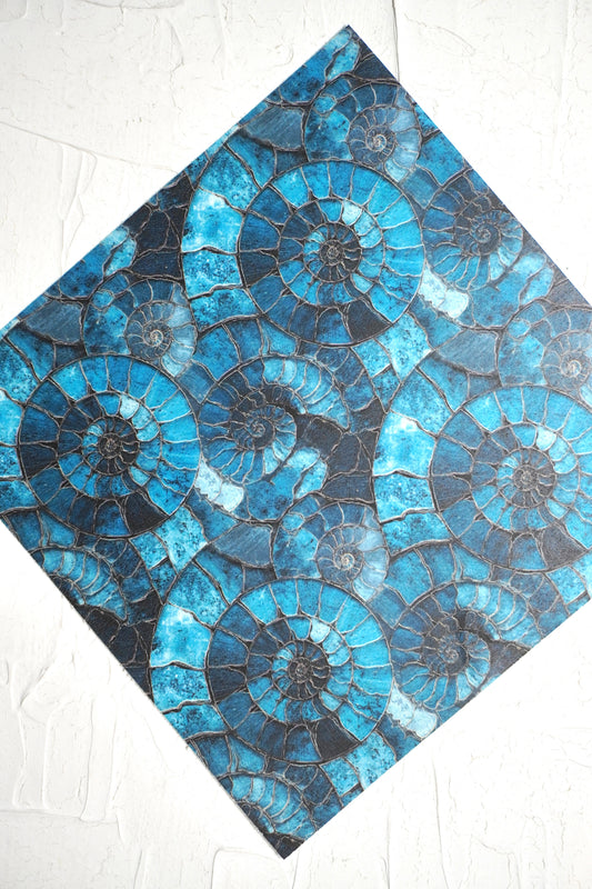 Ammonites 11