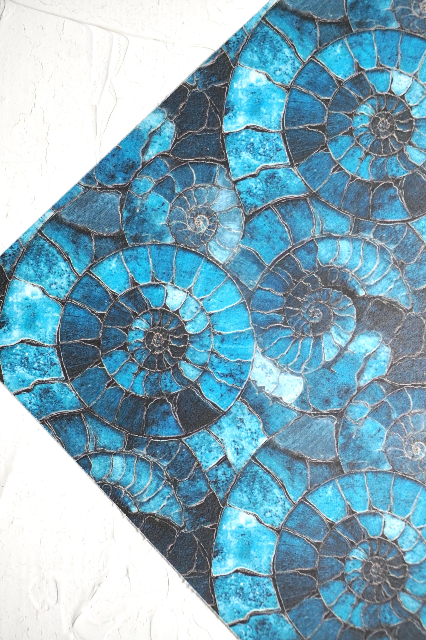 Ammonites 11