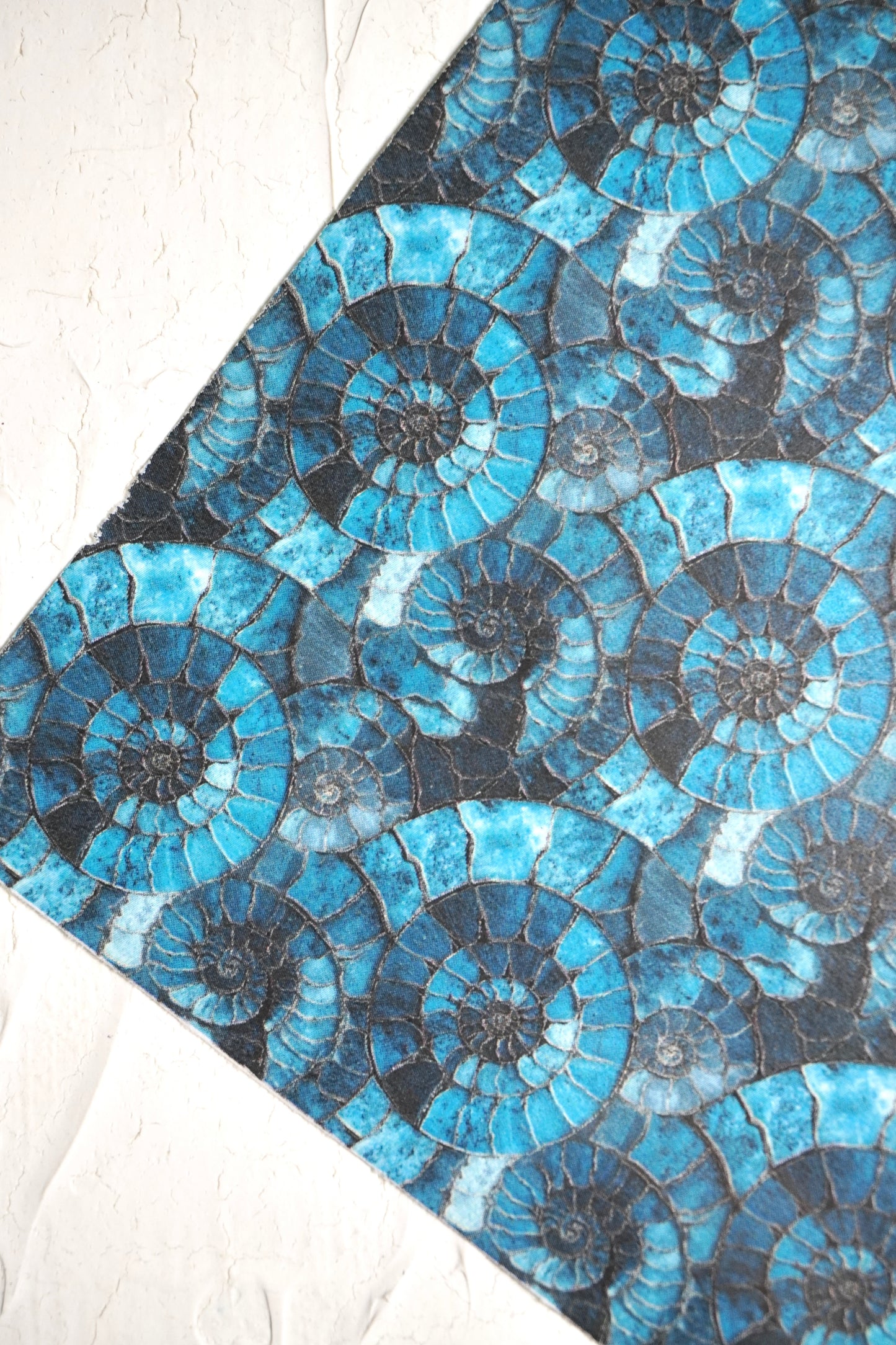Ammonites 12
